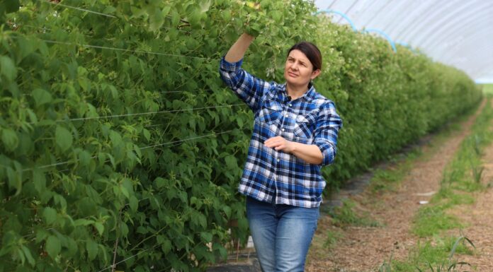 Ochrona malin przed chorobami i szkodnikami – rekomendacje nie tylko dla tuneli