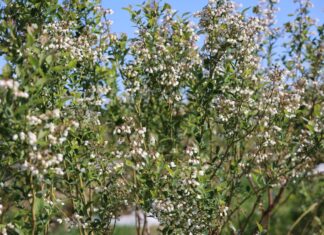 Ochrona borówki w czasie kwitnienia – połączenie dwóch metod ochrony kwitnącą borówka