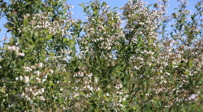 Pełna grama biostymulatorów dla borówki kwitnącą borówka