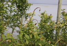 Zabiegi na koniec kwitnienia borówki – ochrona i lepszej jakości owoce