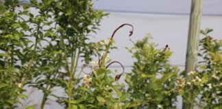 Zabiegi na koniec kwitnienia borówki – ochrona i lepszej jakości owoce