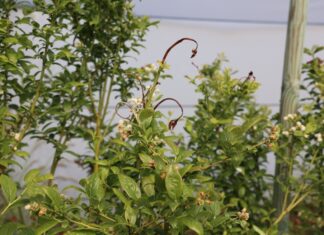 Zabiegi na koniec kwitnienia borówki – ochrona i lepszej jakości owoce