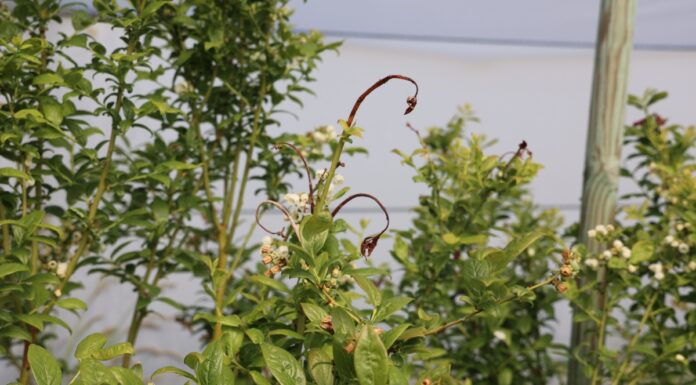 Zabiegi na koniec kwitnienia borówki – ochrona i lepszej jakości owoce