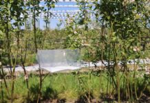 Groźny szkodnik borówek – czy już lata? Nowe pułapki w projekcie Borówkowe Factory