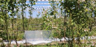 Groźny szkodnik borówek – czy już lata? Nowe pułapki w projekcie Borówkowe Factory