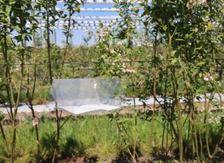 Groźny szkodnik borówek – czy już lata? Nowe pułapki w projekcie Borówkowe Factory