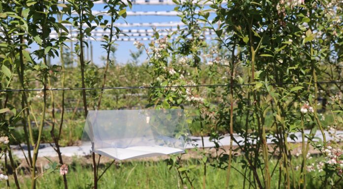 Groźny szkodnik borówek – czy już lata? Nowe pułapki w projekcie Borówkowe Factory