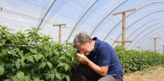 Lustrujemy plantacje malin na obecność pryszczarków, przędziorków, zmienników – czy już są?