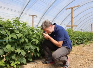 Lustrujemy plantacje malin na obecność pryszczarków, przędziorków, zmienników – czy już są?
