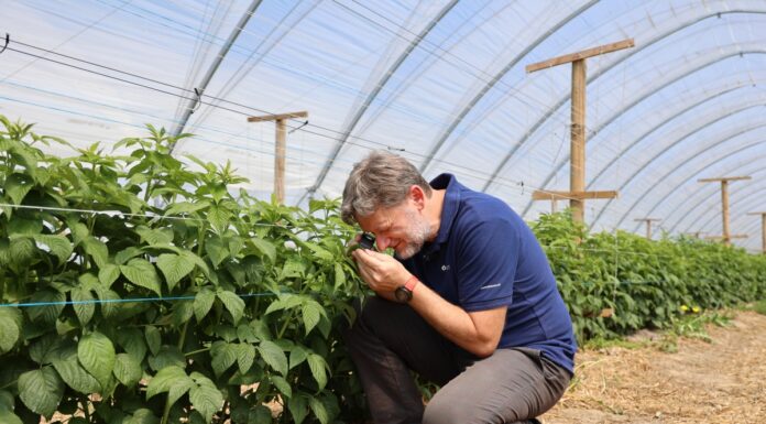 Lustrujemy plantacje malin na obecność pryszczarków, przędziorków, zmienników – czy już są?