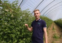 Budujemy lepszej jakości maliny + nowa wieloodmianowa kwatera malin