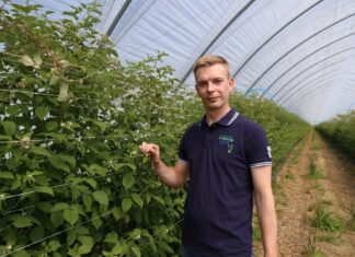 Budujemy lepszej jakości maliny + nowa wieloodmianowa kwatera malin