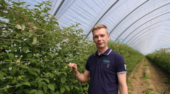 Budujemy lepszej jakości maliny + nowa wieloodmianowa kwatera malin