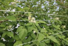 Od posadzenia do zbioru malin – praktyczne rekomendacje