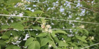 Od posadzenia do zbioru malin – praktyczne rekomendacje