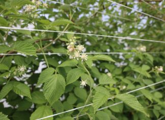 Od posadzenia do zbioru malin – praktyczne rekomendacje