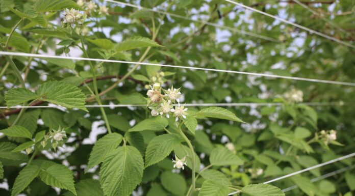 Od posadzenia do zbioru malin – praktyczne rekomendacje