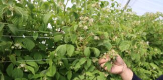 Maliny kwitną i zawiązują owoce – czas na zmianę programu nawożenia
