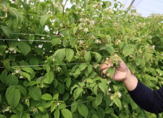 Maliny kwitną i zawiązują owoce – czas na zmianę programu nawożenia