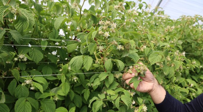 Maliny kwitną i zawiązują owoce – czas na zmianę programu nawożenia
