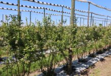 Ochrona borówek przed chorobami – w okresie kwitnienia, po kwitnieniu i w czasie dojrzewania owoców