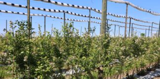 Ochrona borówek przed chorobami – w okresie kwitnienia, po kwitnieniu i w czasie dojrzewania owoców