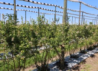 Ochrona borówek przed chorobami – w okresie kwitnienia, po kwitnieniu i w czasie dojrzewania owoców