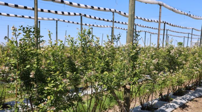 Ochrona borówek przed chorobami – w okresie kwitnienia, po kwitnieniu i w czasie dojrzewania owoców