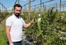 Nawożenie borówki należy dopasować do kondycji roślin na danej plantacji