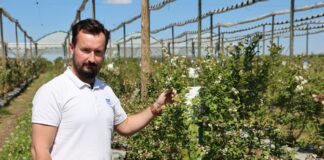 Nawożenie borówki należy dopasować do kondycji roślin na danej plantacji