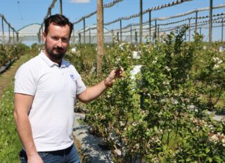 Nawożenie borówki należy dopasować do kondycji roślin na danej plantacji