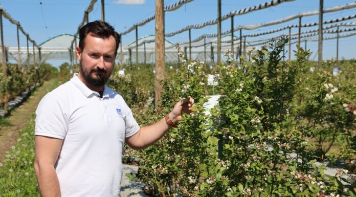 Nawożenie borówki należy dopasować do kondycji roślin na danej plantacji