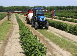 Porzeczkowa Demo Farma 2024