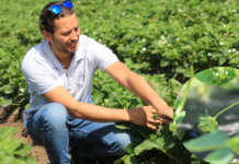 Truskawki kwitną a choroby i szkodniki atakują