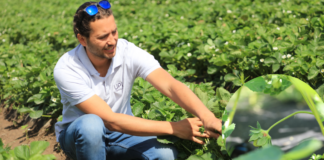 Truskawki kwitną a choroby i szkodniki atakują