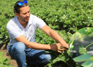 Truskawki kwitną a choroby i szkodniki atakują