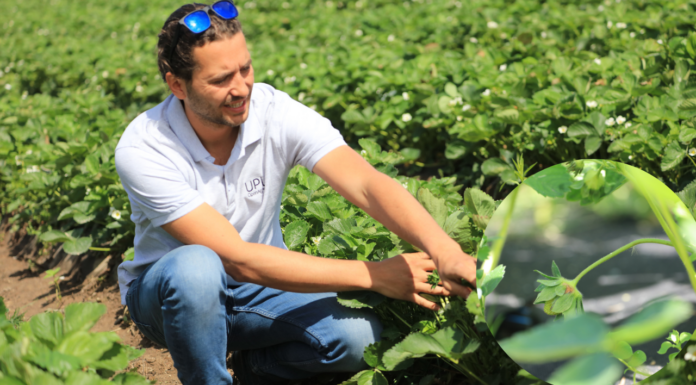 Truskawki kwitną a choroby i szkodniki atakują