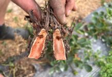 Jakość sadzonek truskawek daleka od oczekiwań – kolejny głos w dyskusji