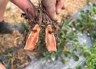 Jakość sadzonek truskawek daleka od oczekiwań – kolejny głos w dyskusji