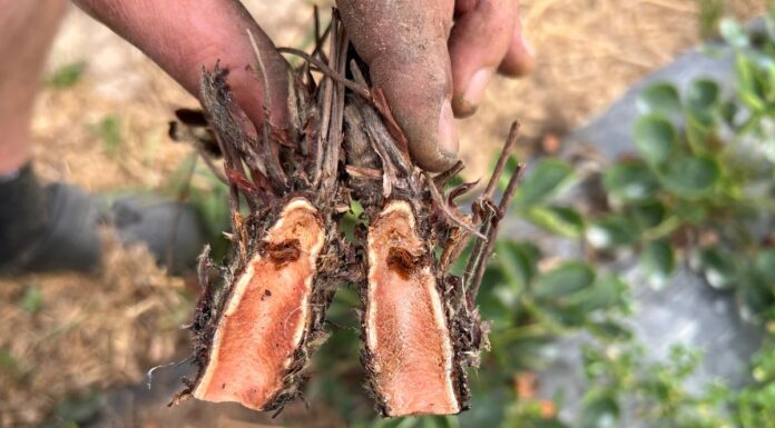Jakość sadzonek truskawek daleka od oczekiwań – kolejny głos w dyskusji