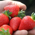 Ten gen odpowiada za jędrność truskawek. Odkrycie może przyspieszyć selekcję nowych odmian