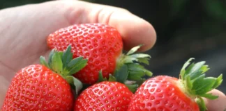 Ten gen odpowiada za jędrność truskawek. Odkrycie może przyspieszyć selekcję nowych odmian
