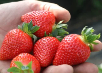 Ten gen odpowiada za jędrność truskawek. Odkrycie może przyspieszyć selekcję nowych odmian