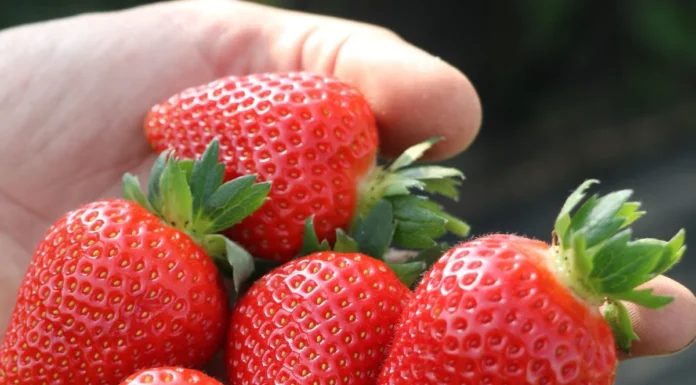 Ten gen odpowiada za jędrność truskawek. Odkrycie może przyspieszyć selekcję nowych odmian