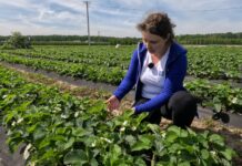 Nawożenie truskawek w czasie kwitnienia i wysokich temperatur