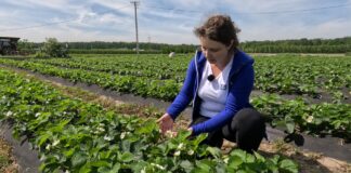 Nawożenie truskawek w czasie kwitnienia i wysokich temperatur