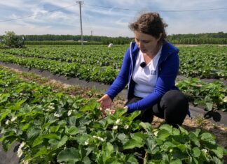 Nawożenie truskawek w czasie kwitnienia i wysokich temperatur