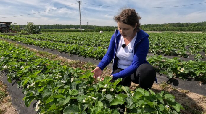 Nawożenie truskawek w czasie kwitnienia i wysokich temperatur