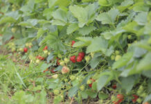 Walczymy o plon. Jak nawozić truskawki w trakcie zbiorów