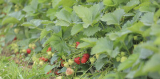 Walczymy o plon. Jak nawozić truskawki w trakcie zbiorów